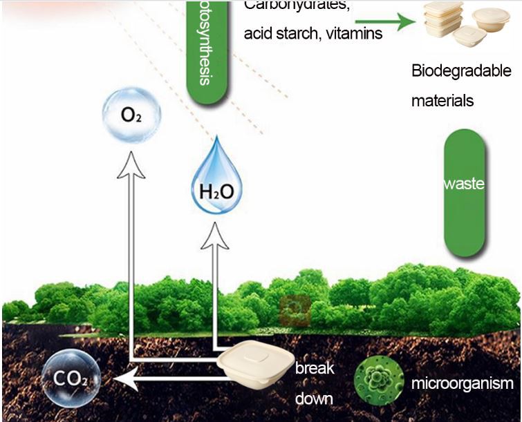 Biodegradable core starch box